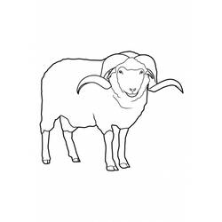 Раскраска: овца (Животные) #11421 - Раскраски для печати