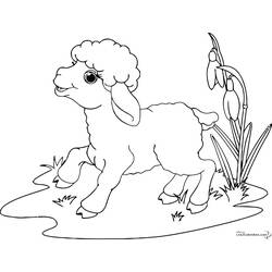 Раскраска: овца (Животные) #11422 - Раскраски для печати