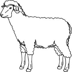 Раскраска: овца (Животные) #11467 - Раскраски для печати
