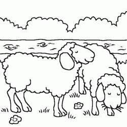 Раскраска: овца (Животные) #11500 - Раскраски для печати