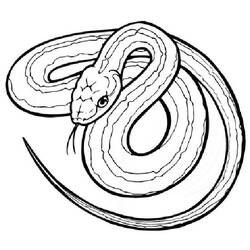 Раскраска: змея (Животные) #14361 - Раскраски для печати