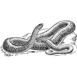 Раскраска: змея (Животные) #14378 - Раскраски для печати