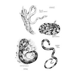 Раскраска: змея (Животные) #14398 - Бесплатные раскраски для печати