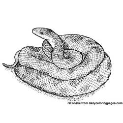 Раскраска: змея (Животные) #14428 - Раскраски для печати