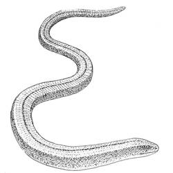 Раскраска: змея (Животные) #14468 - Раскраски для печати