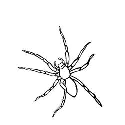 Раскраска: паук (Животные) #576 - Раскраски для печати