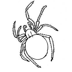 Раскраска: паук (Животные) #577 - Раскраски для печати