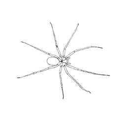 Раскраска: паук (Животные) #582 - Раскраски для печати