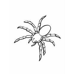 Раскраска: паук (Животные) #583 - Раскраски для печати