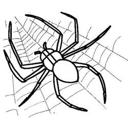 Раскраска: паук (Животные) #584 - Раскраски для печати
