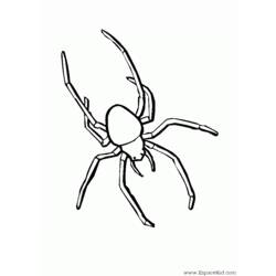 Раскраска: паук (Животные) #587 - Раскраски для печати