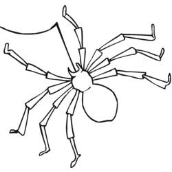Раскраска: паук (Животные) #597 - Раскраски для печати