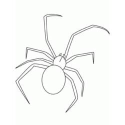 Раскраска: паук (Животные) #613 - Раскраски для печати