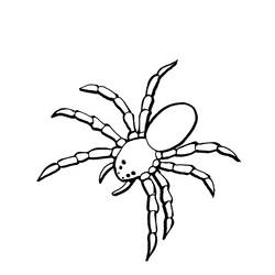 Раскраска: паук (Животные) #621 - Раскраски для печати