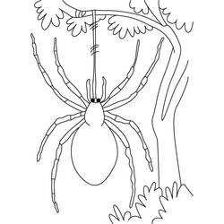 Раскраска: паук (Животные) #636 - Раскраски для печати