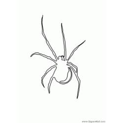 Раскраска: паук (Животные) #649 - Раскраски для печати