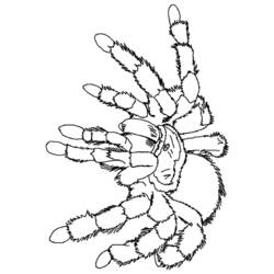 Раскраска: паук (Животные) #659 - Раскраски для печати