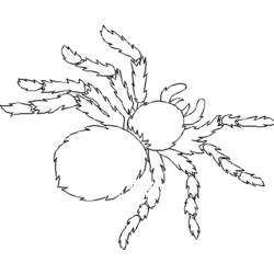 Раскраска: паук (Животные) #670 - Раскраски для печати