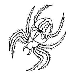 Раскраска: паук (Животные) #674 - Раскраски для печати