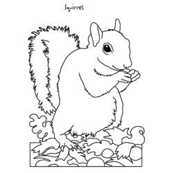 Раскраска: белка (Животные) #6203 - Бесплатные раскраски для печати