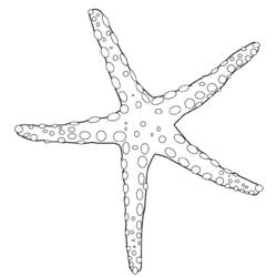 Раскраска: морская звезда (Животные) #6703 - Раскраски для печати