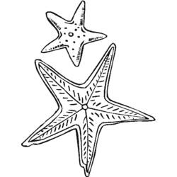 Раскраска: морская звезда (Животные) #6708 - Раскраски для печати