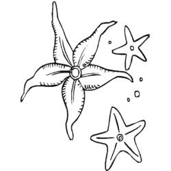 Раскраска: морская звезда (Животные) #6709 - Раскраски для печати