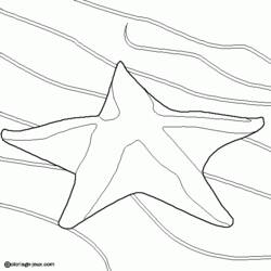 Раскраска: морская звезда (Животные) #6715 - Раскраски для печати