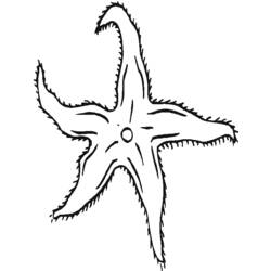 Раскраска: морская звезда (Животные) #6716 - Раскраски для печати