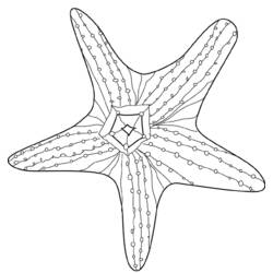 Раскраска: морская звезда (Животные) #6744 - Раскраски для печати