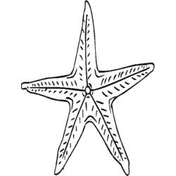 Раскраска: морская звезда (Животные) #6763 - Раскраски для печати