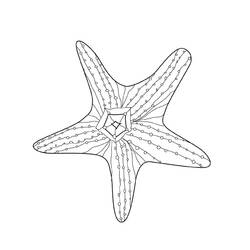 Раскраска: морская звезда (Животные) #6771 - Раскраски для печати