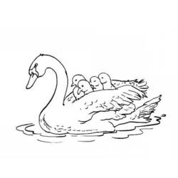 Раскраска: лебедь (Животные) #5012 - Раскраски для печати