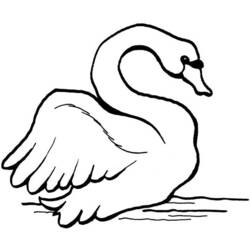 Раскраска: лебедь (Животные) #5033 - Раскраски для печати