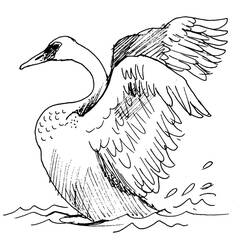 Раскраска: лебедь (Животные) #5083 - Раскраски для печати