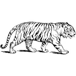 Раскраска: Tigris (Животные) #13588 - Раскраски для печати