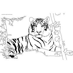 Раскраска: Tigris (Животные) #13590 - Раскраски для печати