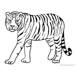 Раскраска: Tigris (Животные) #13591 - Раскраски для печати