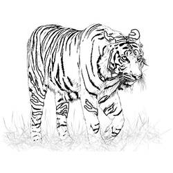 Раскраска: Tigris (Животные) #13599 - Бесплатные раскраски для печати