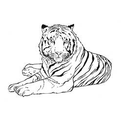 Раскраска: Tigris (Животные) #13601 - Раскраски для печати