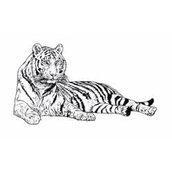 Раскраска: Tigris (Животные) #13607 - Раскраски для печати