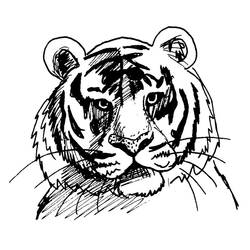 Раскраска: Tigris (Животные) #13610 - Раскраски для печати