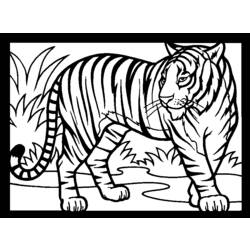 Раскраска: Tigris (Животные) #13615 - Раскраски для печати