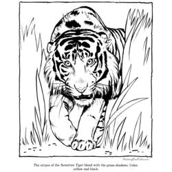 Раскраска: Tigris (Животные) #13664 - Бесплатные раскраски для печати