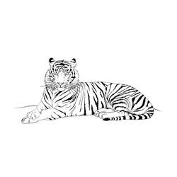 Раскраска: Tigris (Животные) #13676 - Раскраски для печати