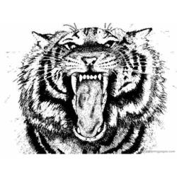 Раскраска: Tigris (Животные) #13679 - Раскраски для печати