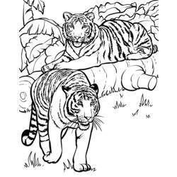 Раскраска: Tigris (Животные) #13726 - Раскраски для печати