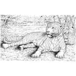 Раскраска: Tigris (Животные) #13742 - Раскраски для печати