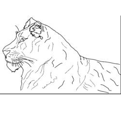 Раскраска: Tigris (Животные) #13758 - Бесплатные раскраски для печати