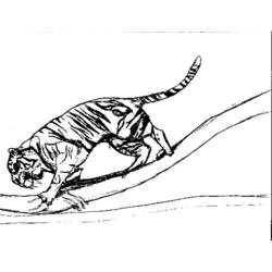 Раскраска: Tigris (Животные) #13760 - Бесплатные раскраски для печати